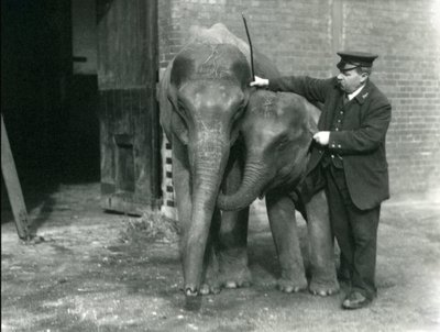 Two Young Female Indian Elephants 